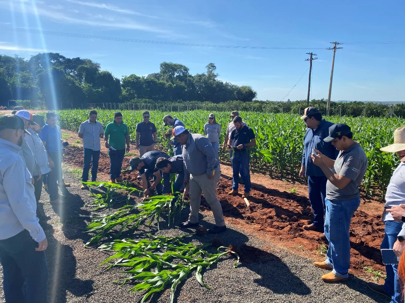 Trabalho de campo Brasil Raiz