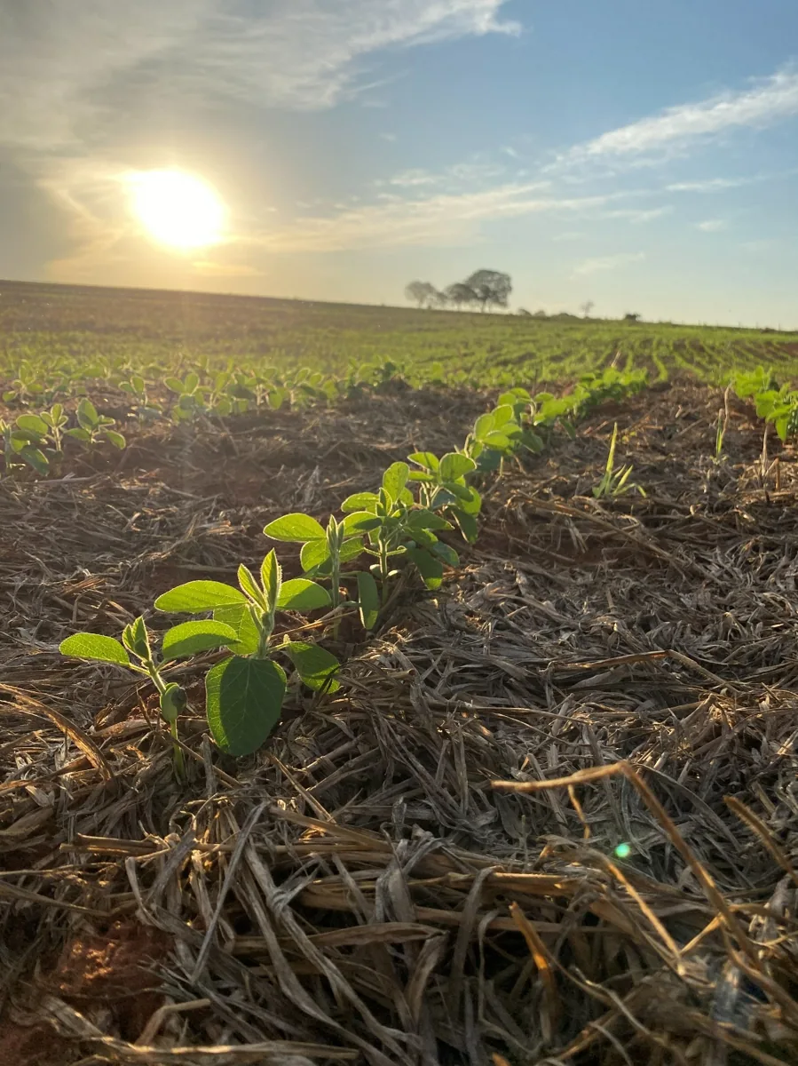 Trabalho de campo Brasil Raiz